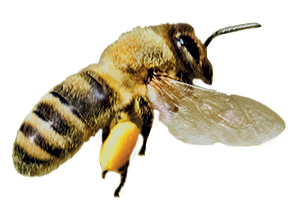 abeille en vol